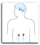 Illustration of adrenal and pituitary glands in the body