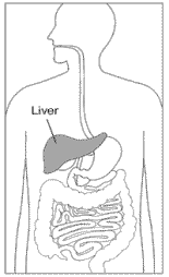 Drawing of a torso showing the digestive system, with the liver shaded and labeled.