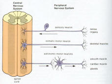 Neuron and Nerve