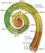 Cochlea, Sound Wave in