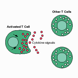 Graphic: Activated T Cell and other T Cells showing Cytokine signals.