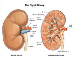 Normal functioning kidney before a kidney transplant or kidney disease. 