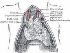 Thymus