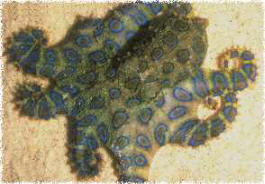 Blue-ringed Octopus