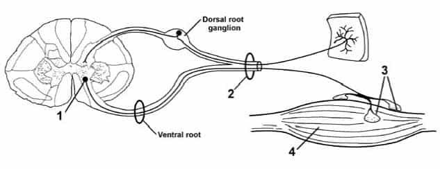 spinal root