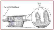 Close-up illustration of a small section of the small intestine with flap cut away to reveal inner wall. An inset shows the microscopic fingerlike structures, called villi, on the inner surface of the small intestine.